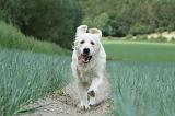 GOLDEN RETRIEVER 681